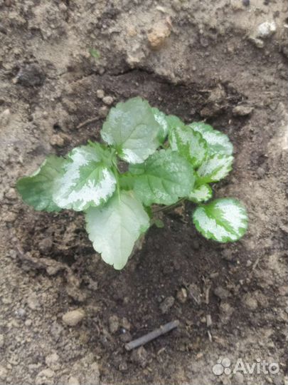 Плектрантус