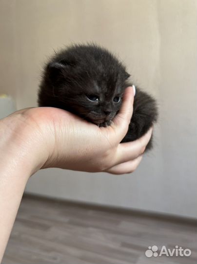 Шотландские котята