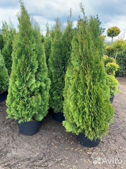 Туя Смарагд