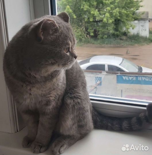 Шотландский котик