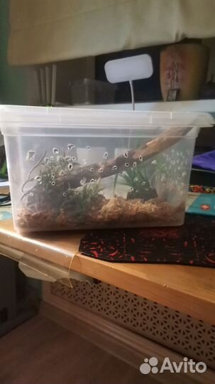 Эублефар с террариумом