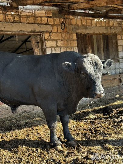 Быки на племя