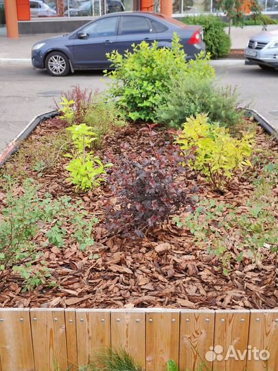 Мульча сосны, кедры кора