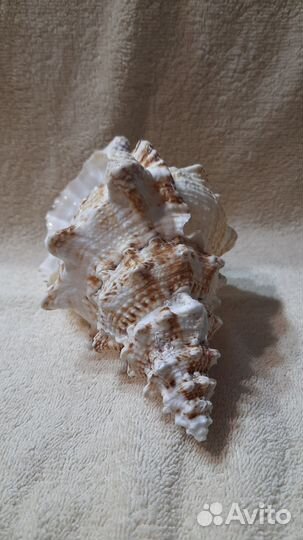 Морская ракушка раковина большая