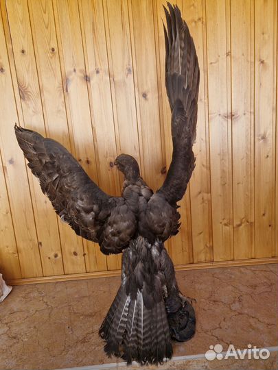 Чучело ястреба