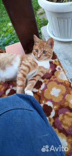 Продам котенка