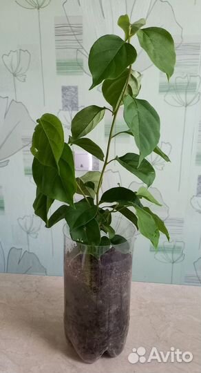 Бугенвиллия