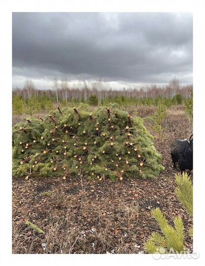 Сосна Новогодняя