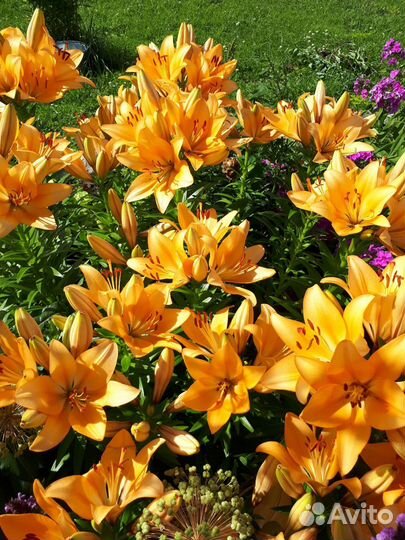 Луковицы лилий разных цветов