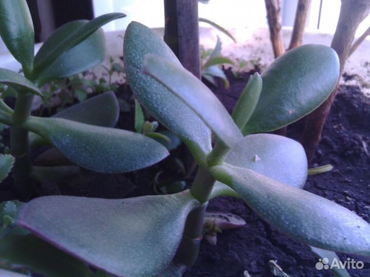 Живое дерево