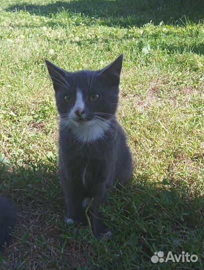Котята в добрые руки бесплатно