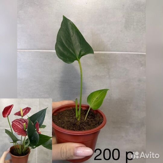 Антуриум розовый, белый (карликовый)