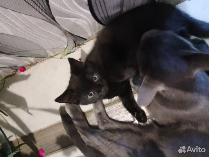 Котята в добрые руки