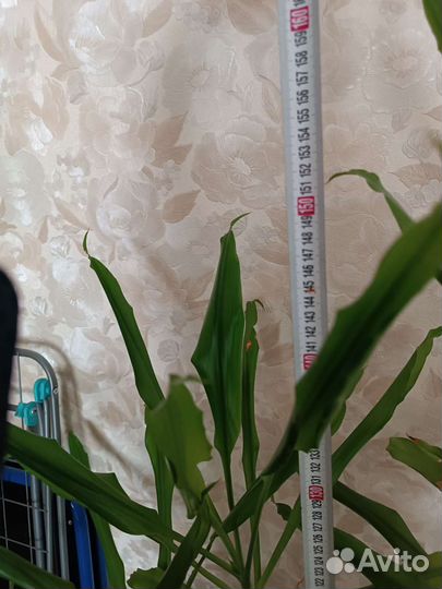 Пальма драцена