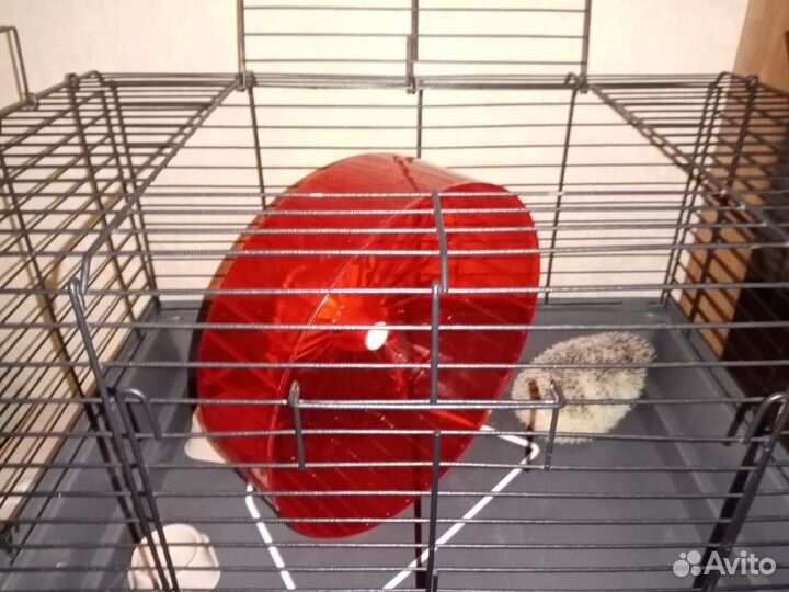 Африканский ежик