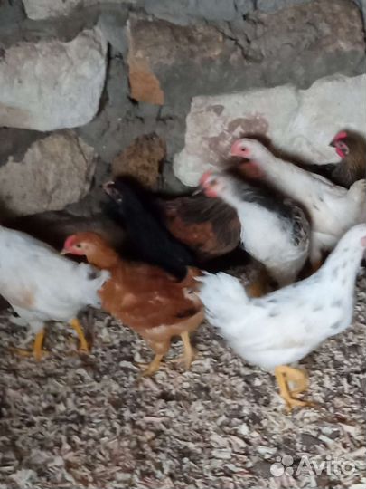 Цыплята. Петушки Джерийский гигант