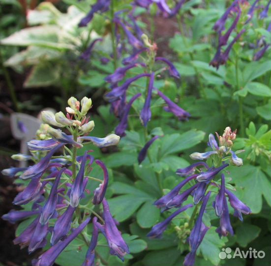 Хохлатка. SP.китай