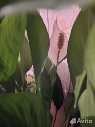 Отростки домашних растений