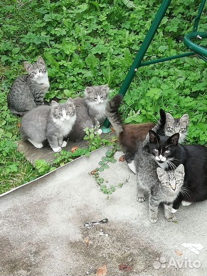 Котята в добрые руки бесплатно