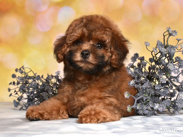 Мальтипу мальчик