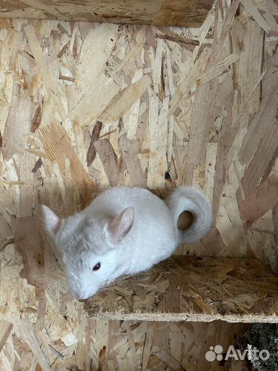 Шиншиллы Щенята