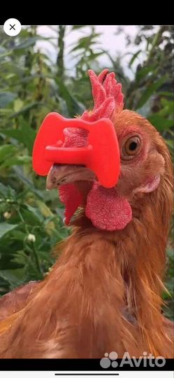 Очки для кур от канибализма, поилка