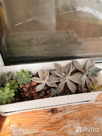 Комнатные цветы