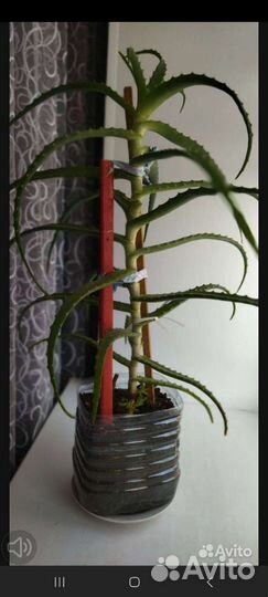 Алоэ вера. (Столетник) 3 года