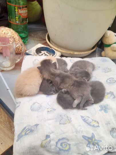 Вислоухие котята в добрые руки