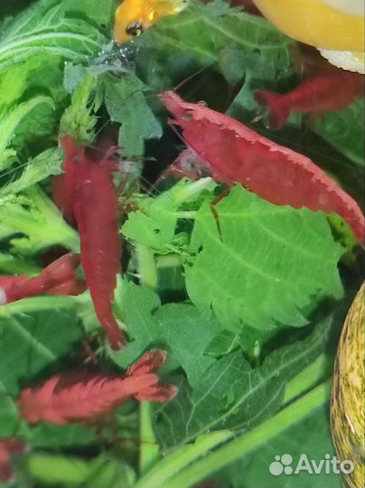 Креветки кровавая мери, шоколадн, улитки ампулярии