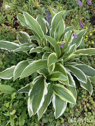 Хоста (разные сорта)