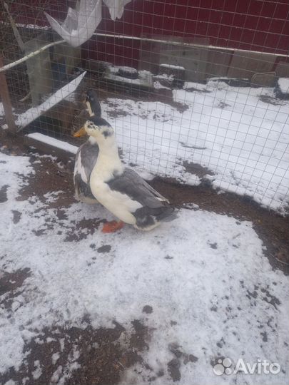 Утки муларды