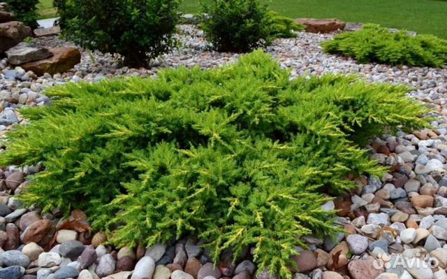 Можжевельник стелящийся