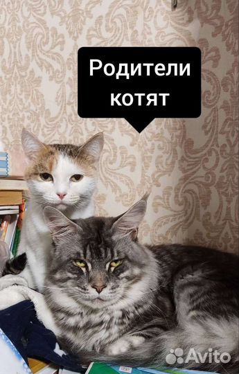 Котята