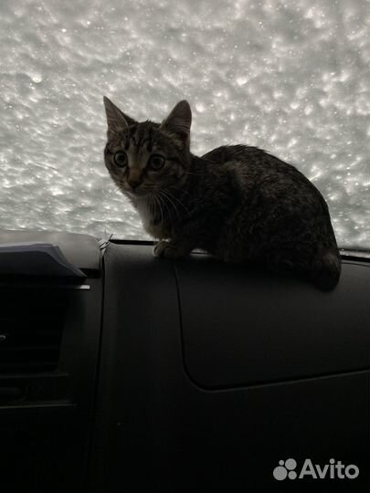 Котенок бобтейл