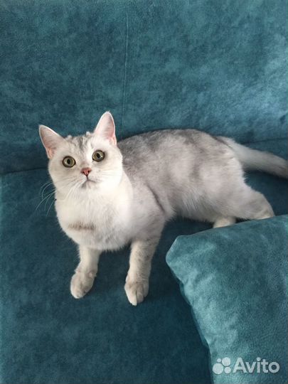 Шотландская кошка