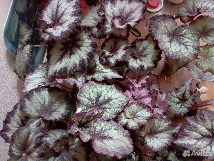 Бегония декоративно лиственная