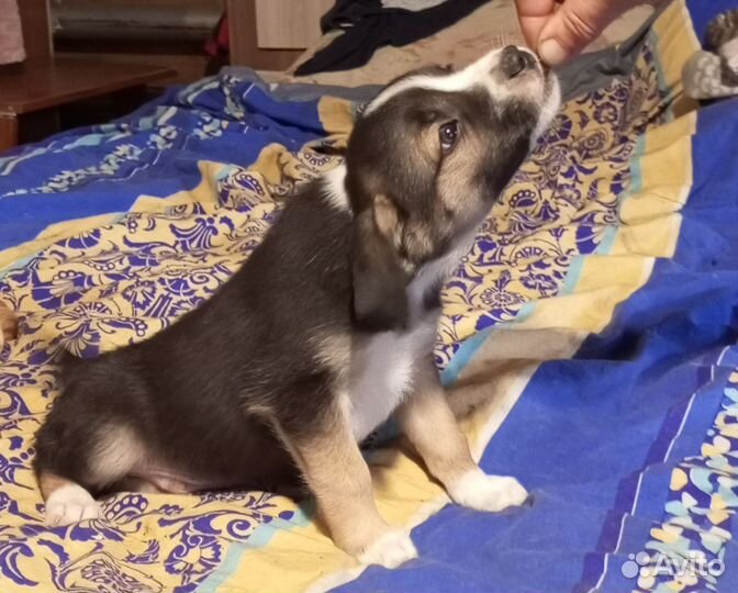 Собака в добрые руки маленькая