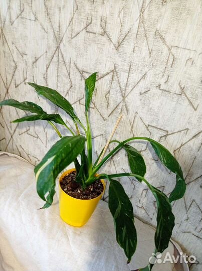 Продам цветы комнатные