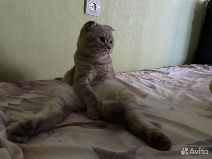 Шотладский кот вязка