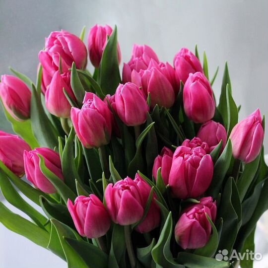 Тюльпаны к 8 Марта малиновые