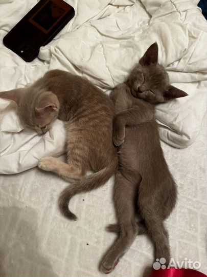 Ориентальный котёнок
