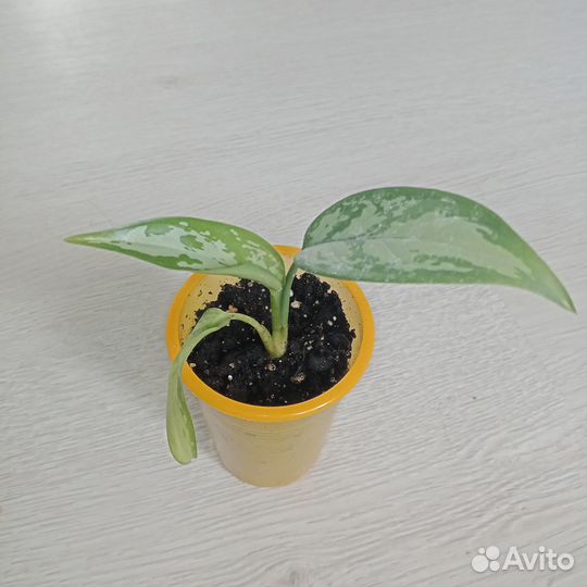 Аглаонема