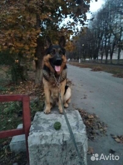 Немецкая овчарка. вязка