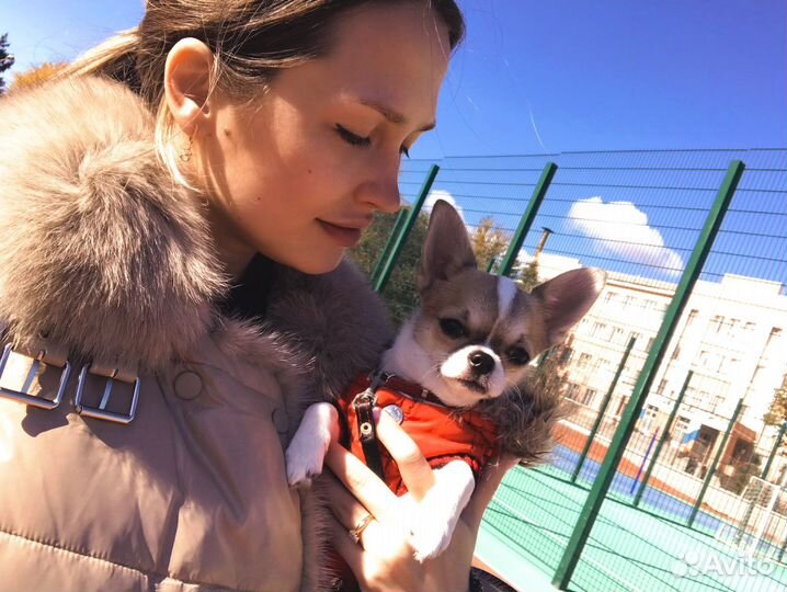 Вязка чихуахуа мальчик