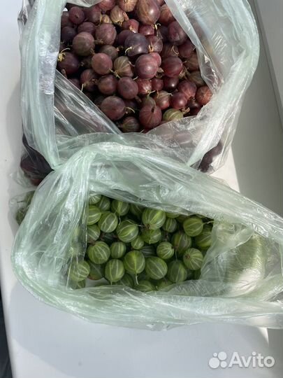 Крыжовник 23.07