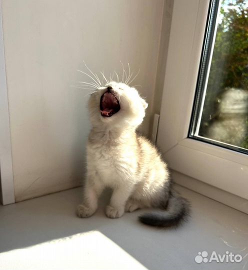 Британские котята серебристая шиншилла