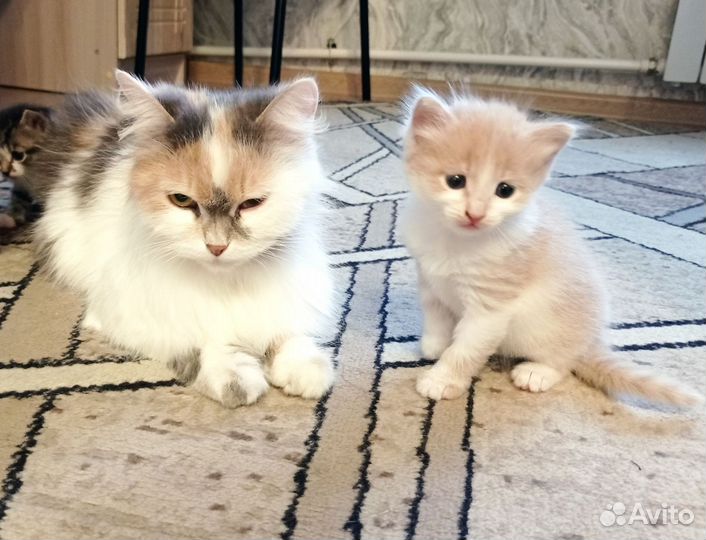Котята в добрые руки