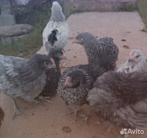 Куры молодки несушки с доставкой