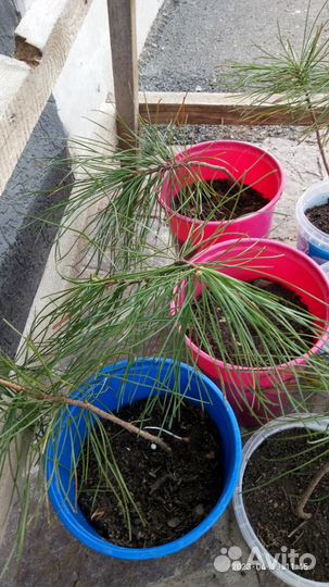 Кедр корейский